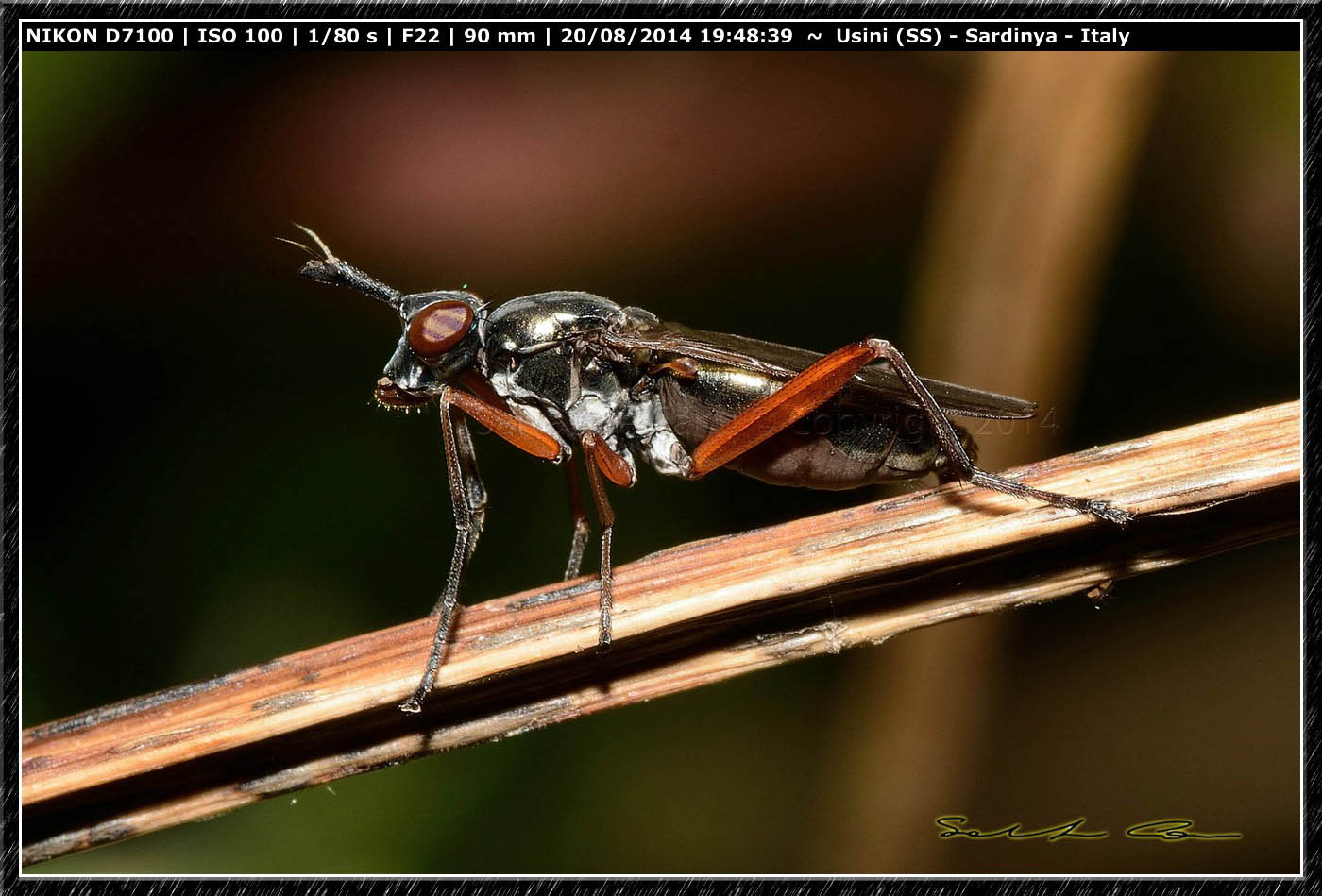 Sepedon sphegea  (Sciomyzidae)